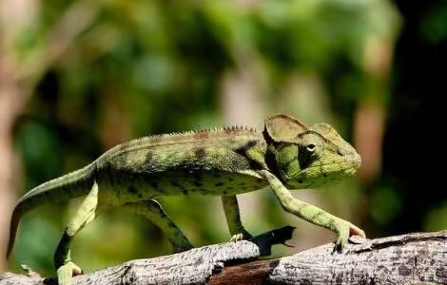 Private Northern Madagascar Colors Tour